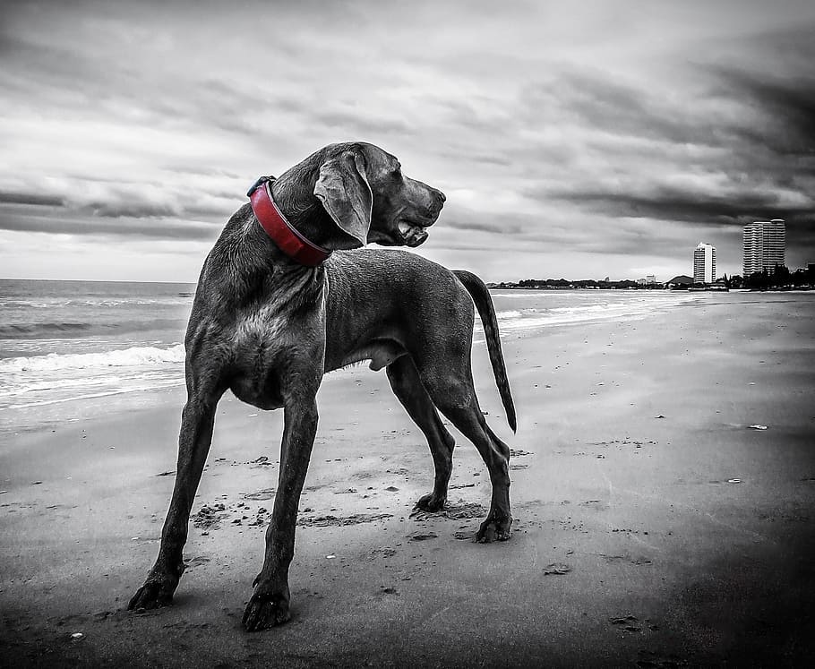 Foto en escala de grises, perro, orilla del mar, Weimaraner, playa, Tailandia, nacional, animales domésticos, mascotas, animal