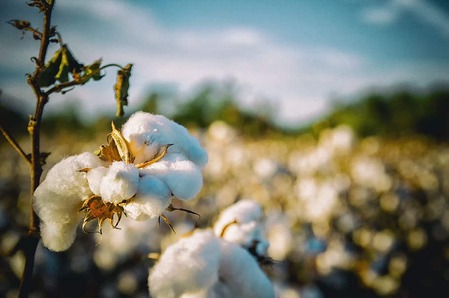 tilt shift lens photography, cotton field, cotton, south, alabama, agriculture, country, white, plant, flower