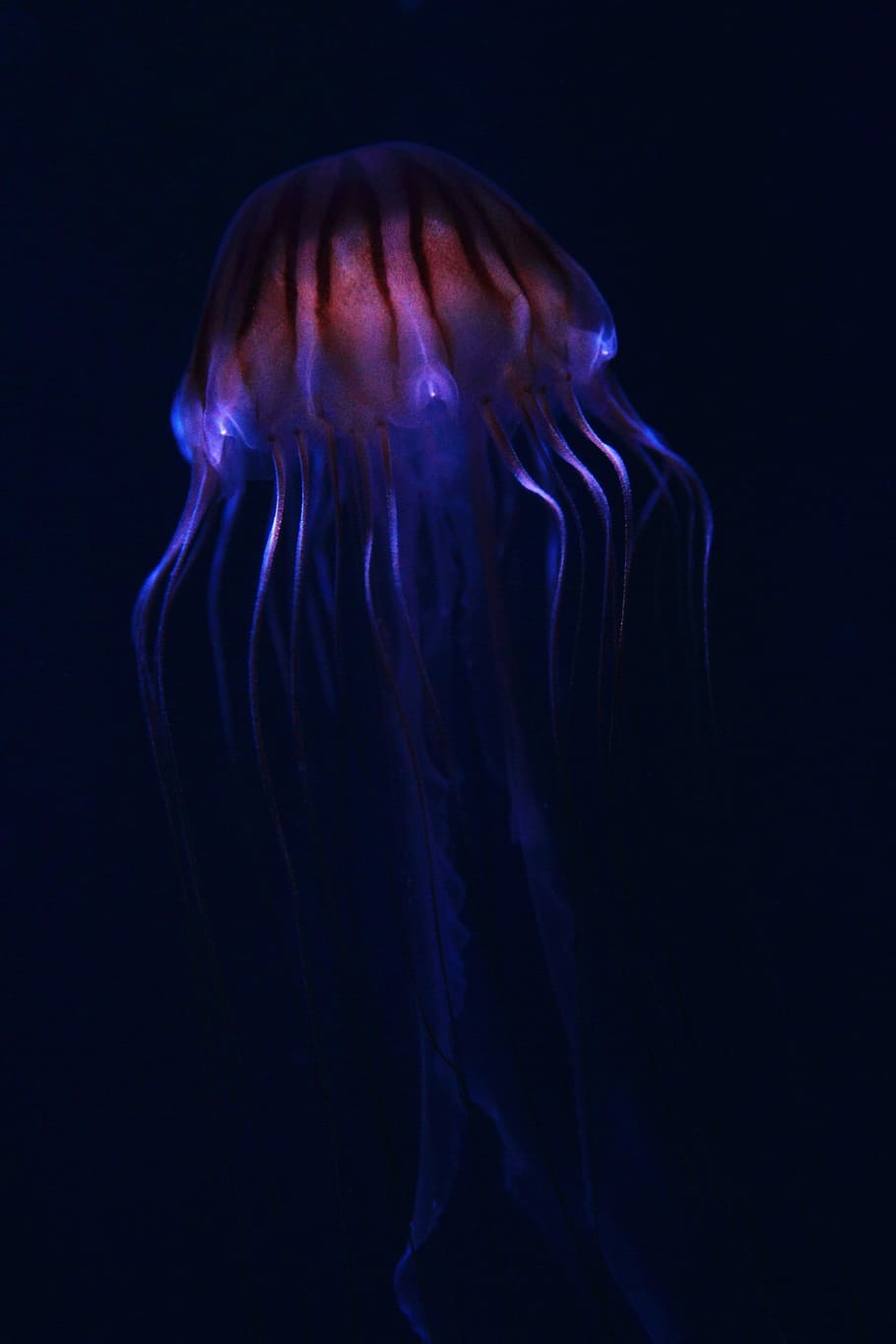 blue, maroon, digital, wallpaper, blue and red, Jelly Fish, animal, purple, creature, danger