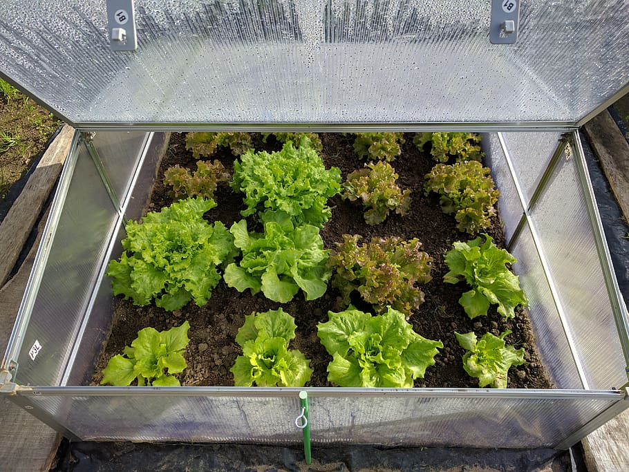 several, lettuce, greenhouse, mini greenhouse, vegetable, growth, plant, green color, high angle view, nature