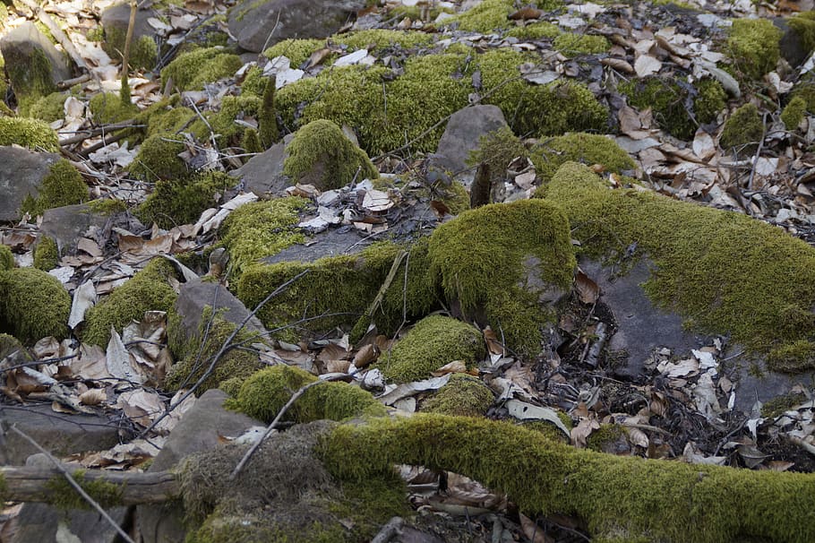 nature, stone, forest floor, moss, mossy, forest, floor, background, pattern, structure