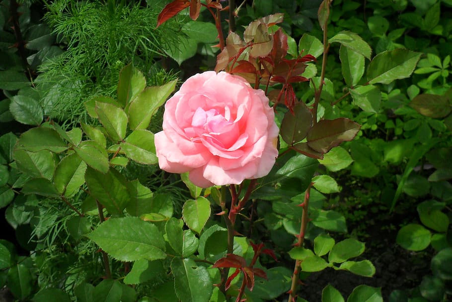 roses, garden, flowers, summer, nature, red rose, petals, rose, many roses, beautiful flower