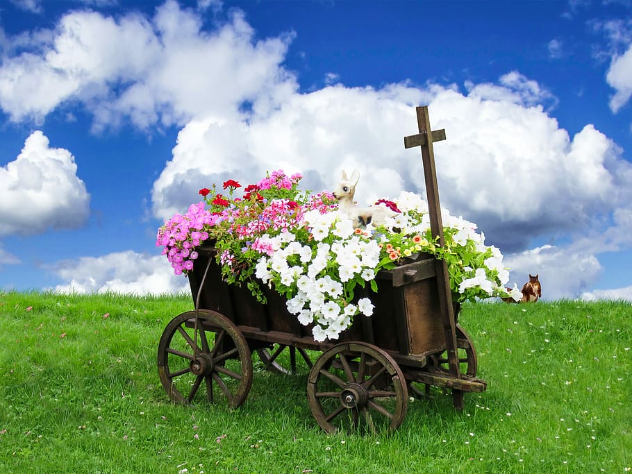 white, pink, red, petaled flowers, wagon, surrounded, green, grass, daytime, Nature