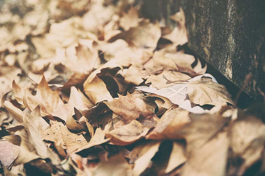 close-up photo, dried, leaves, autumn, fall, summer, nature, brown, close-up, day