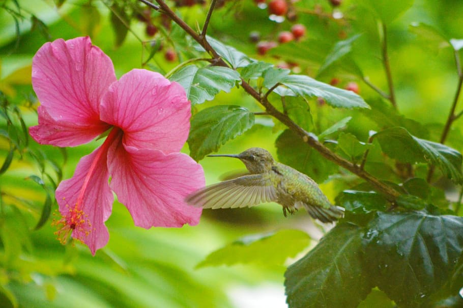 hummingbird, hibiscus, flower, wings, blossom, spring, pink, garden, plant, animal