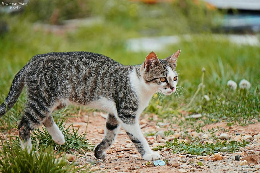 cat, walking, brown, soil, kitten, spotted, outdoors, walk, grass, gray fur