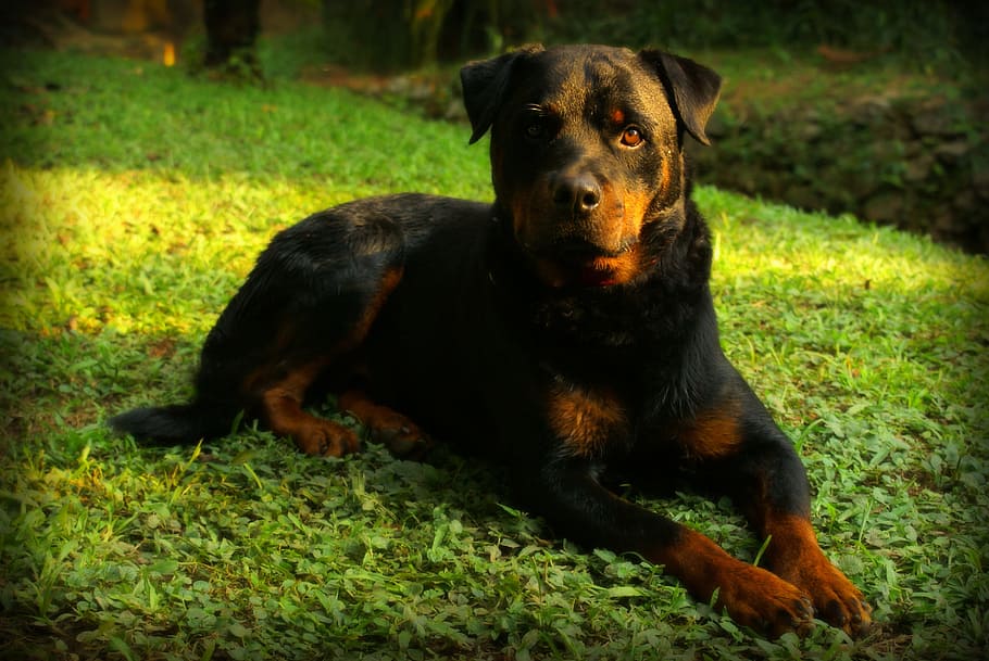 selective, focus photography, green, grass, Rottweiler, Dog, Nature, one animal, animal themes, pets