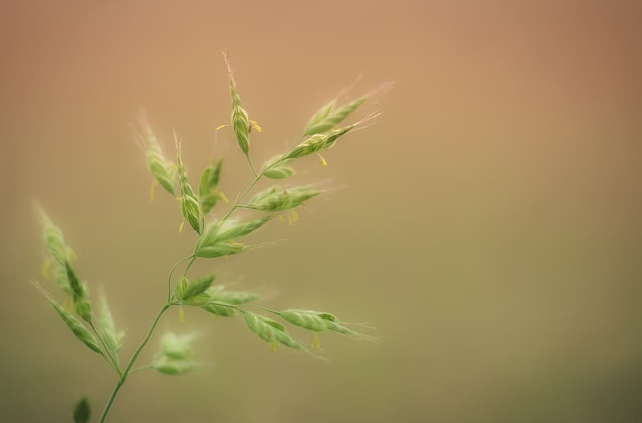 grass, blade of grass, panicle, nature, close up, grasses, meadow, hay fever, spring, ear