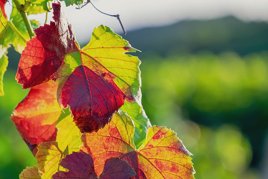 wine leaf, autumn, fall color, vine, bright, color, emerge, autumn mood, plant, grapevine