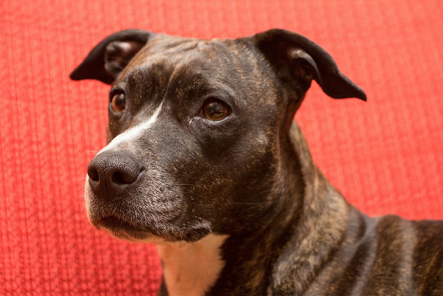 perro, American Staffordshire Terrier, retrato, amstaff, estado de ánimo, mascotas, animal, canino, perro de raza pura, lindo