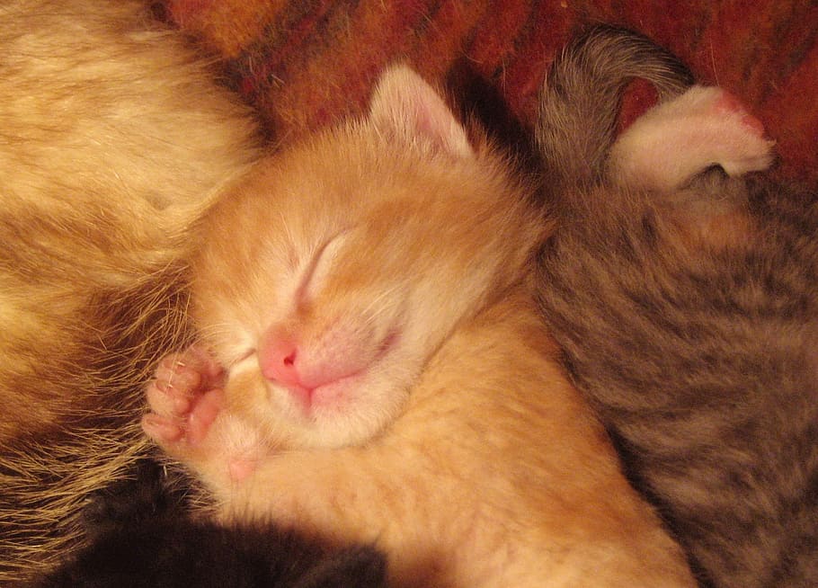 naranja, atigrado, gato, gatito, durmiendo, bebé, felino, joven, piel, mascota
