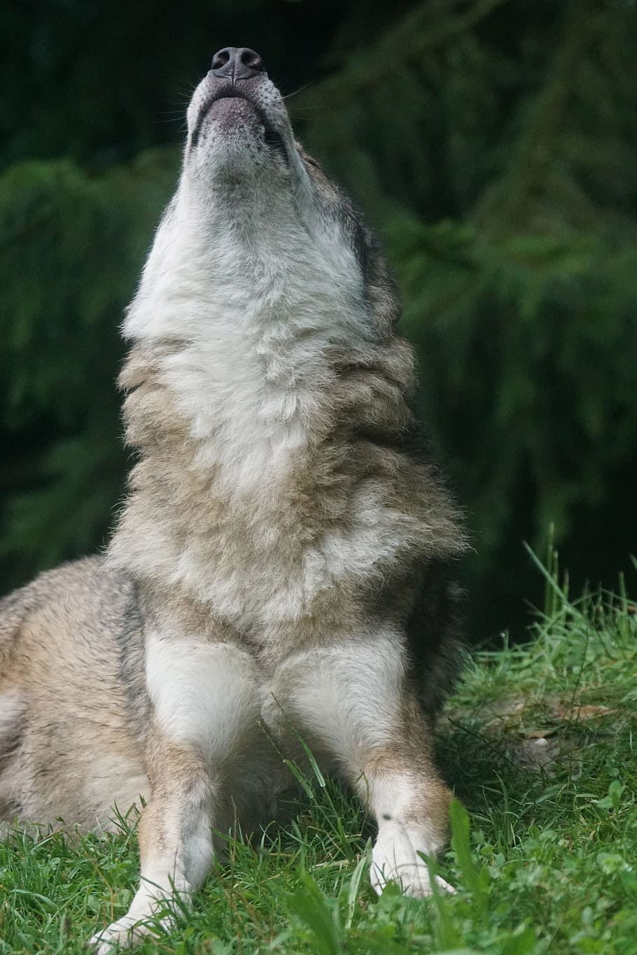 white, brown, wolf, howling, resting, green, grass, leaf trees, howl, wolf howling