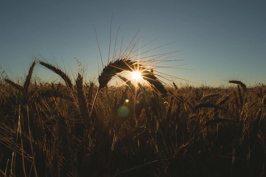 close-up photography, wheat grains, golden, hour, green, plains, morning, sunshine, sunrise, sky