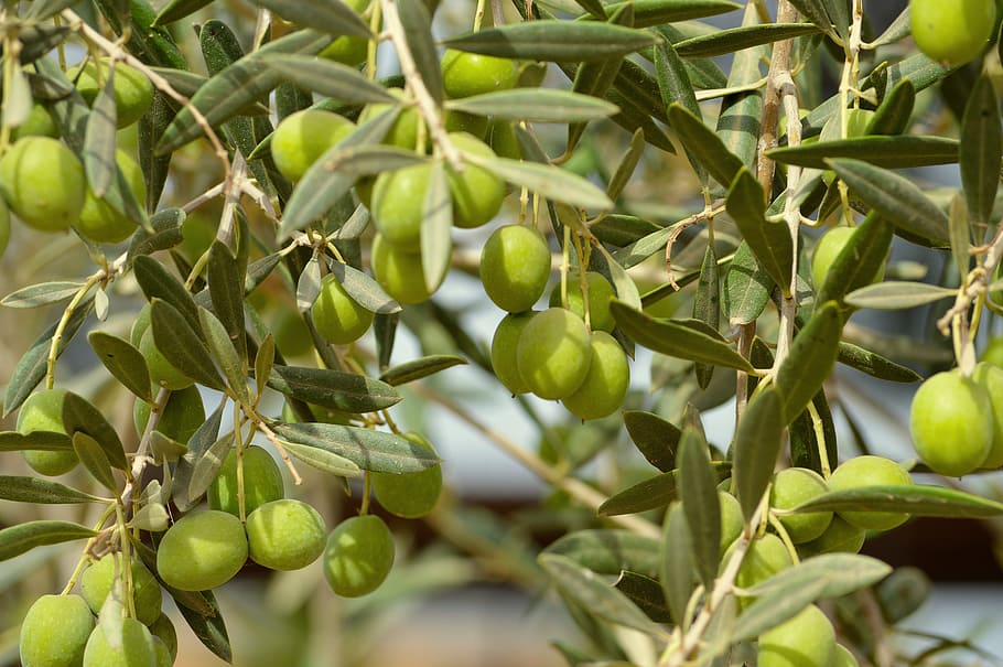 green, fruits, olivas, olives, fruit, abundance, loaded, olive, food and drink, food