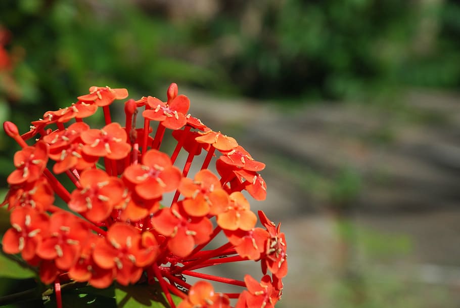 花 野生の花 自然 野生 野生植物 赤い花 夏 外 屋外 植物 Pxfuel