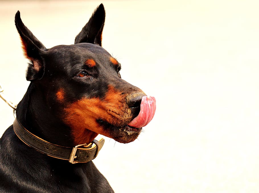 黒 茶色 犬 黒と茶色 茶色の犬 ドーベルマン 動物の世界 動物 Hundeportrait ペット Pxfuel
