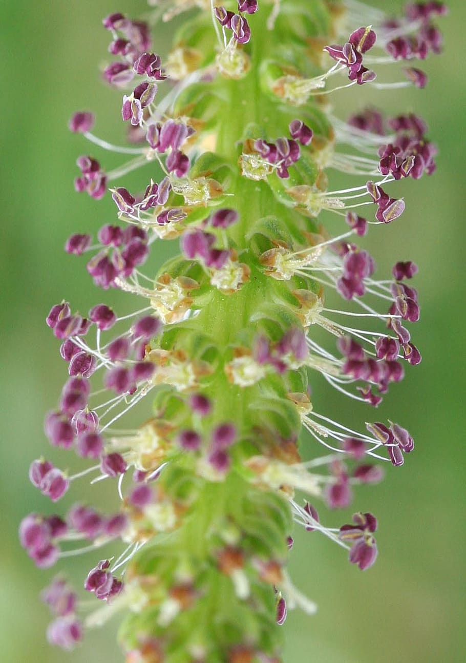 Timothy Grass, pradera de cola de gato, phleum pratense, fuschia, púrpura, blanco, verde, macro, Inglaterra, planta