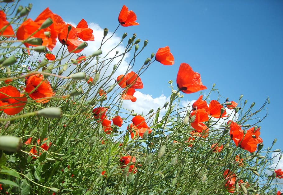 poppy, flora, nature, flower, field, plant, flowering plant, growth, beauty in nature, freshness