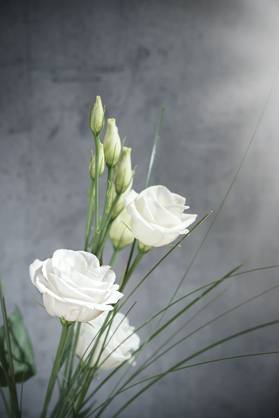 fotografía de primer plano, tres, blanco, rosa, flores, lisianthus,  florecer, flor blanca, pétalos, schnittblume | Pxfuel