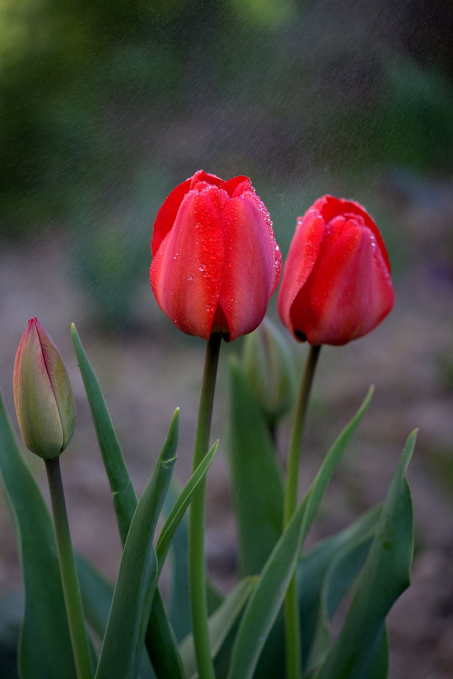 tulips, red, rain, supplies, flowers, growth, plant, freshness, flower, flowering plant