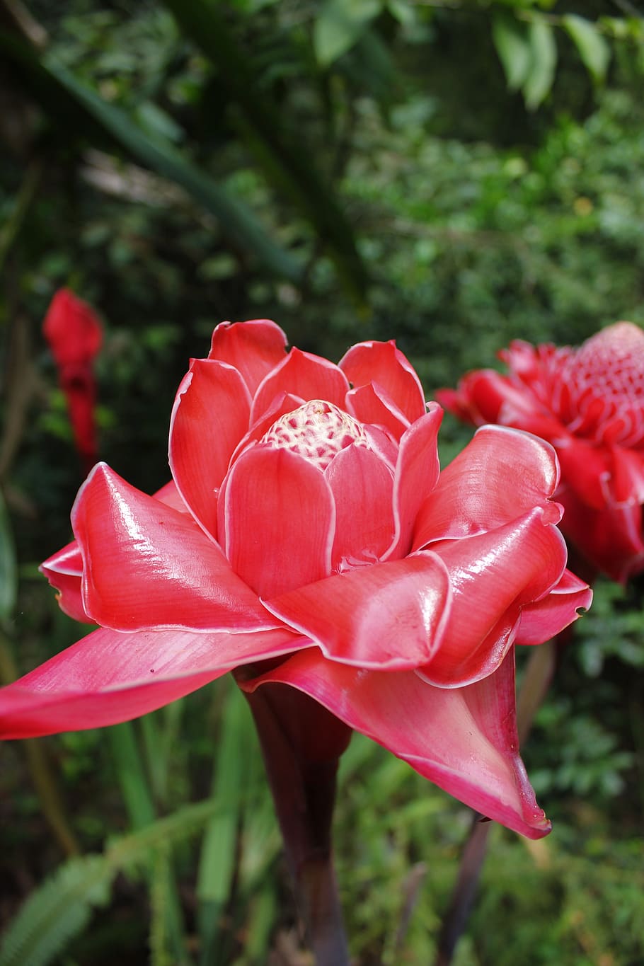 rosa de porcelana, rojo, exótico, exot, planta, cerrar, tropical, flor  roja, flor, floración | Pxfuel