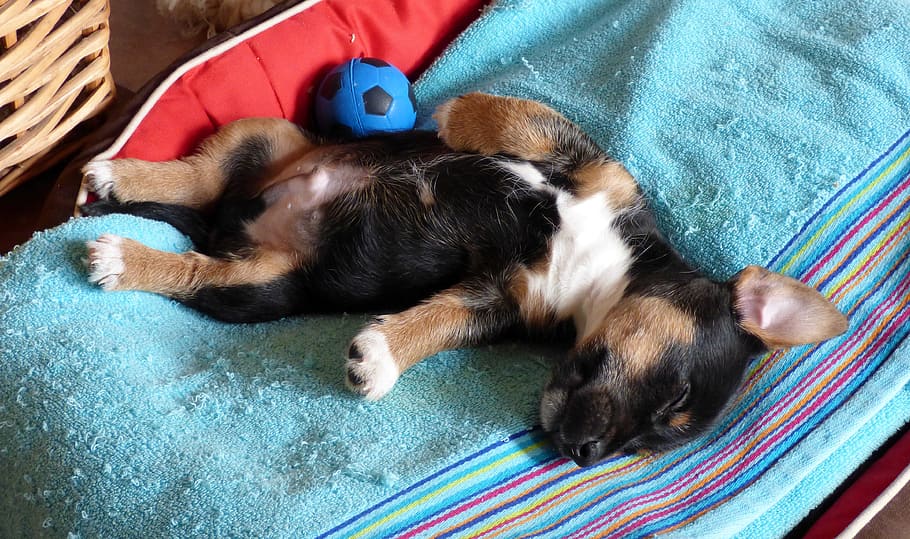 anak anjing, sedang tidur, teal tekstil, anjing, malas, tidur, bersantai, hewan, lounge, jack russell