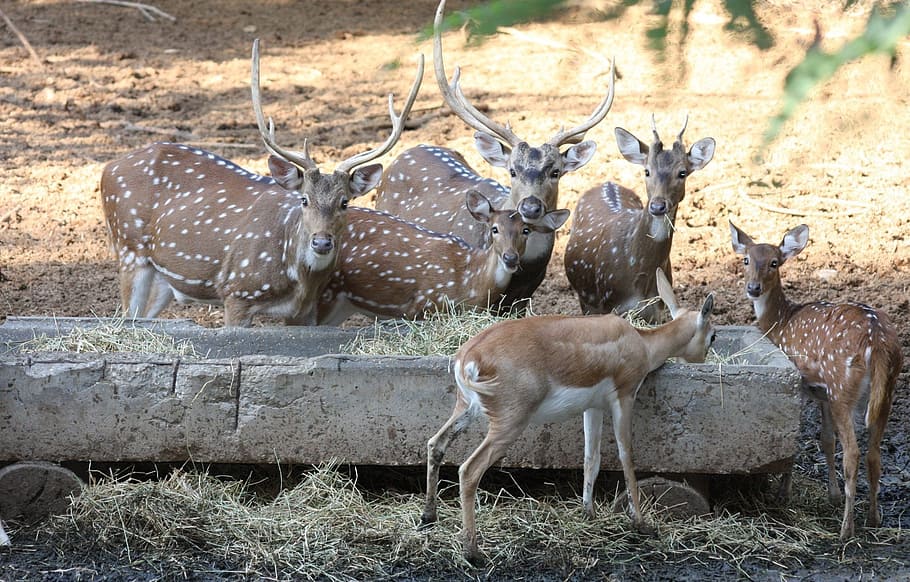 deers, animal, wild, wildlife, mammal, cute, elk, antlers, doe, fawn