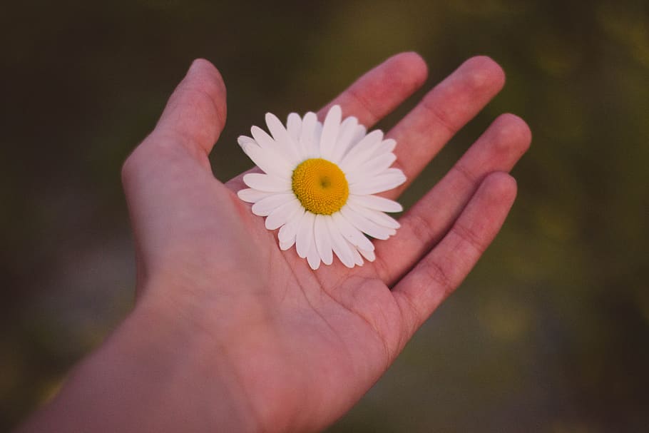 hand, daisy, flower, nature, outdoors, human hand, flowering plant, human body part, vulnerability, fragility