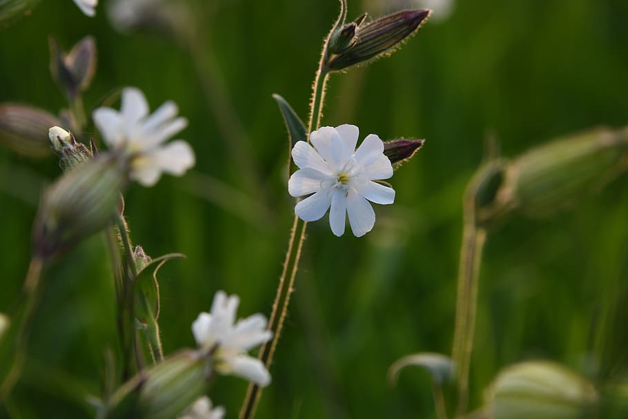 flower, white, champion, cockle, indiana, wildflower, catchfly, flowering plant, plant, vulnerability