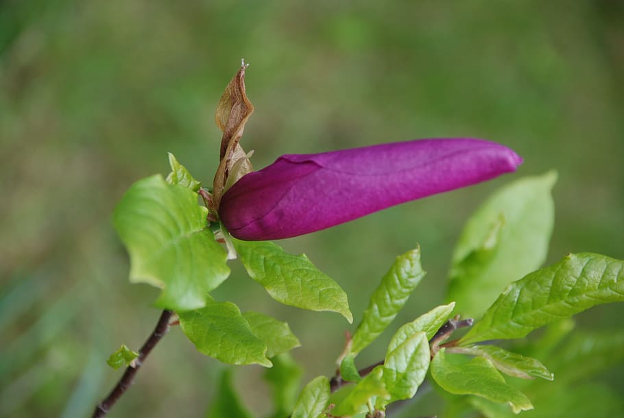 Magnolia, púrpura, flor, brote, flor de magnolia, naturaleza, planta, color verde, rojo, primer plano