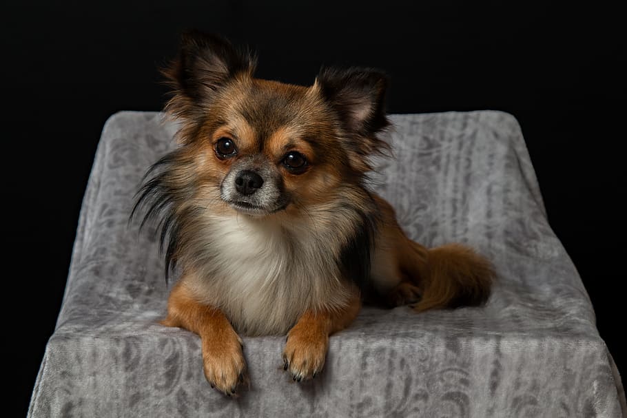 Primer plano, fotografía, bronceado, largo, pelo chihuahua, gris, textil, fotografía de primer plano, pelo largo, perro Chihuahua