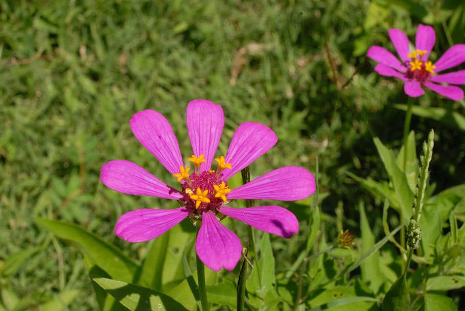 花 自然 庭 開花植物 植物 鮮度 花序 自然の美しさ 花の頭 ピンク色 Pxfuel