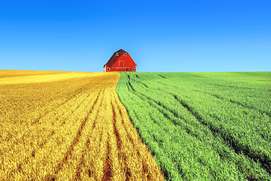 농장, 빨간, 필드, 농업, 전국, 푸른 하늘, 재산, 자원 봉사자, 옥수수, 곡물