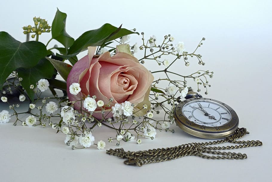 pink, rose, round silver-colored pocket, watch, blossom, bloom, flower, rose bloom, gypsophila, romantic