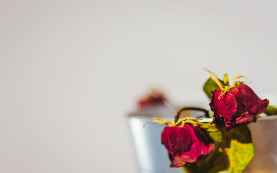 red, roses, selective, focus photo, focus, photography, withered, rose, flowers, nature