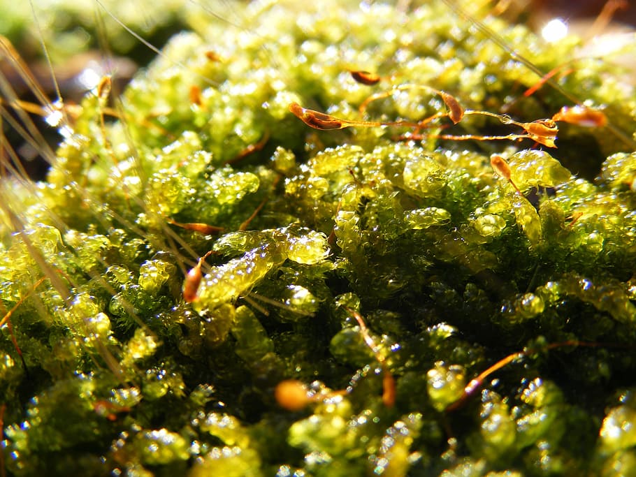 Moss, Green, Green, Forest, Nature, Macro, moss, green, forest, plant, autumn, green moss