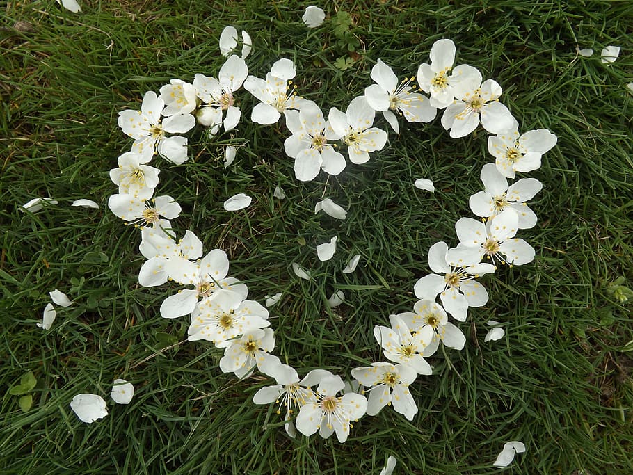 flores en forma de corazón, blanco, pétalos, corazón, flores ...
