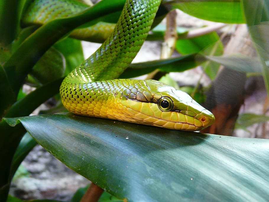 ハンガリー ブダペスト 動物園 ヘビ 緑のマンバ 緑 植物 動物テーマ 動物 動物野生動物 Pxfuel