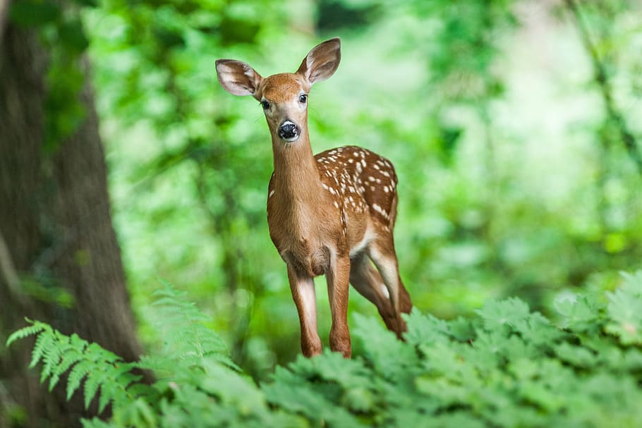 brown, deer, green, leaf plants, selective-focus photography, wildlife, young, mammal, animal, wild