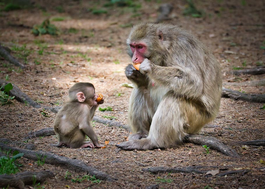 macaque, ape, nature, baby, landscape, primate, animal wildlife, animals in the wild, mammal, group of animals