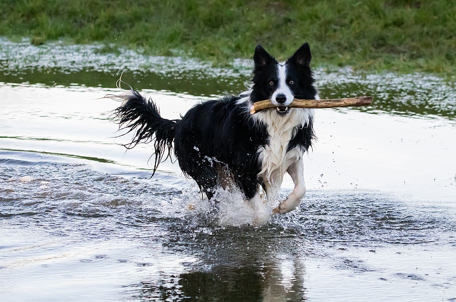 collie en agua, perro con palo, border collie, color blanco y negro collie, perro, collie, mascota, raza, palo, negro