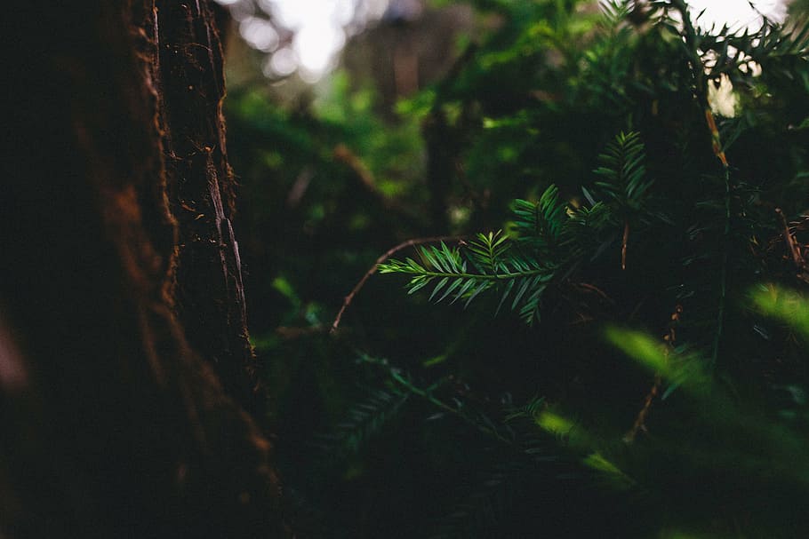 shallow, focus photography, green, plants, leaf, plant, nature, forest, wood, blur
