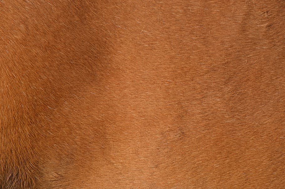 brown, pony fur, horse, animal, fur, wavy, backgrounds, textured, animal body part, leather