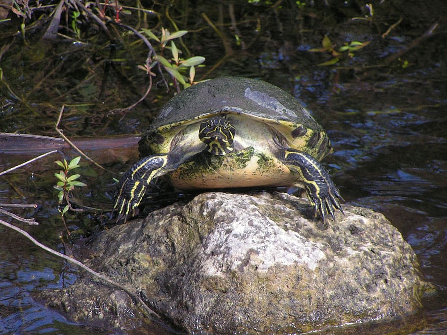 Turtle, Herpetology, Coldblooded, natural, wild, creature, wildlife, environment, biology, nature
