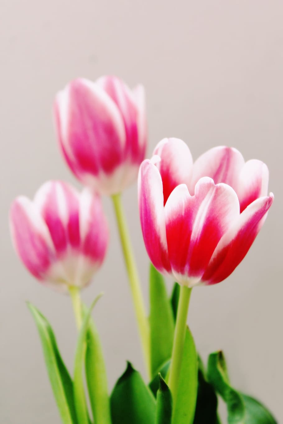 three, pink-and-white tulip flowers, pink, white tulip, flowers, tulips, flora, red, bloom, schnittblume