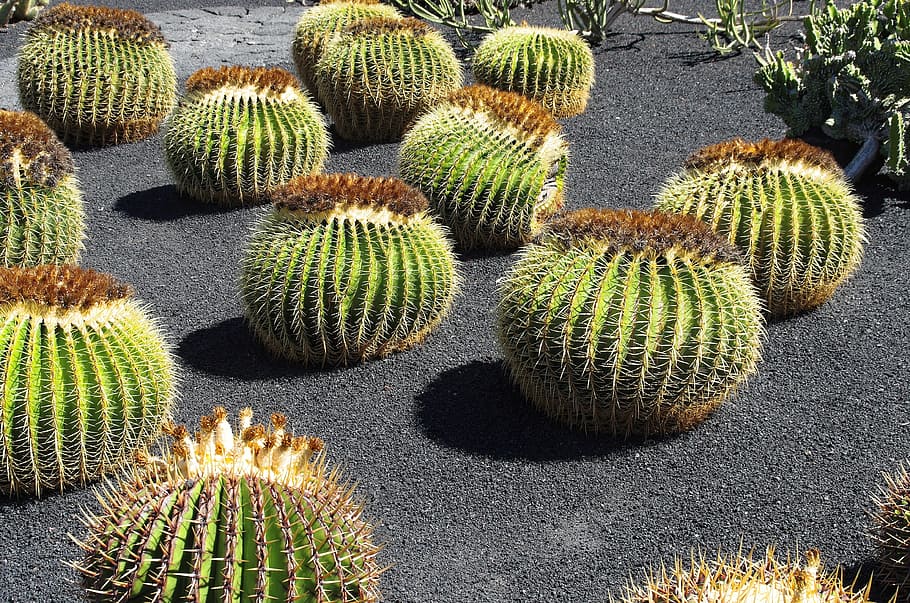 lanzarote, cactus garden, stepmother cushions, spice, nature, garden, botany, exotic, plant, exotic flowers