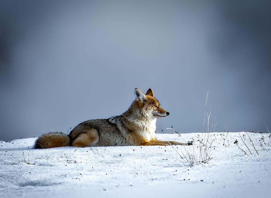 fox, sitting, snows, coyote, animal, wildlife, snow, winter, yellowstone, national park
