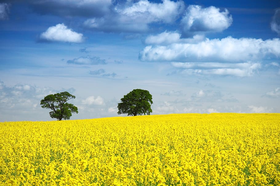 yellow, flower field, daytime, sunflower, field, background, blue, clear, cloud, countryside