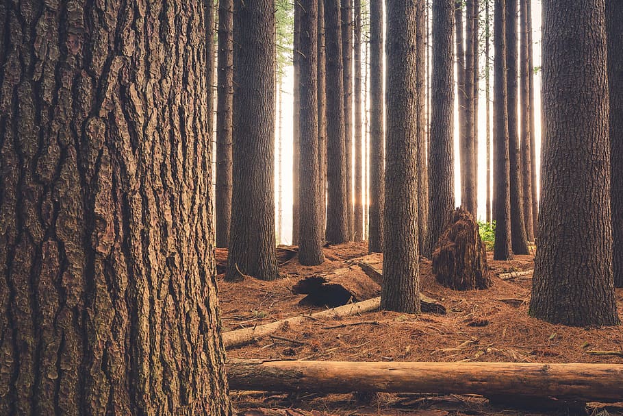 brown, wood trunk forest, trees, plant, nature, outdoor, travel, forest, woods, tree