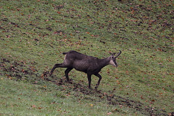 chamois-wild-animal-jura-wild-royalty-free-thumbnail.jpg